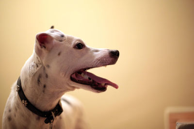 Close-up of a dog looking away