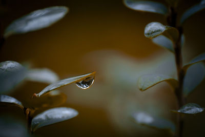 Close-up of water drops on plant