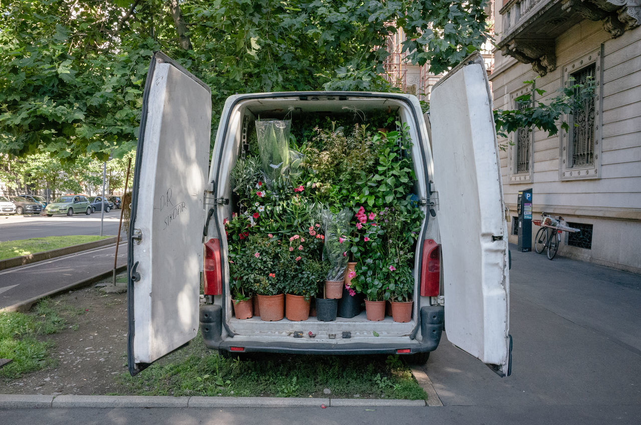 plant, nature, architecture, growth, day, transportation, mode of transportation, flower, home, built structure, tree, house, yard, building exterior, backyard, flowering plant, outdoors, no people, motor vehicle, vehicle, city, green, building, street, land vehicle