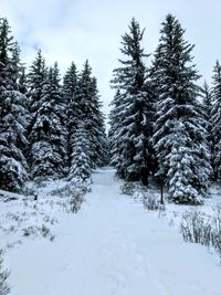 Trees on snow covered landscape