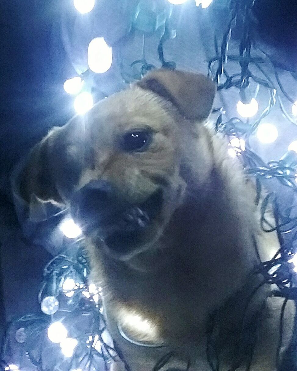 CLOSE-UP PORTRAIT OF DOG AT ILLUMINATED NIGHT