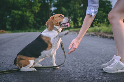 Low section of person with dog on road