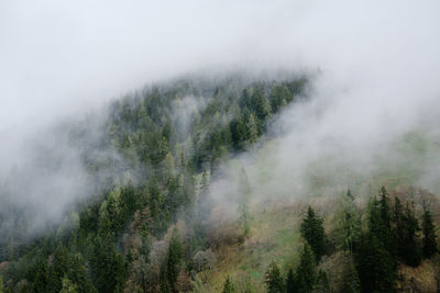 Panoramic shot of trees on land against sky