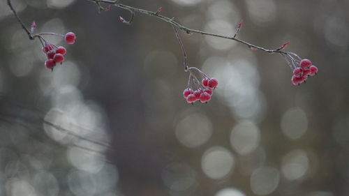 Close-up of red berries with defocused background outdoors in nature