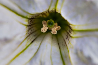 Close-up of flowering plant