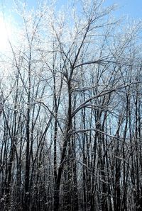 Low angle view of bare trees in forest