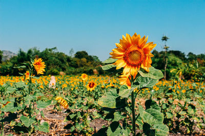 Close-up of yellow flowering plant on field against sky