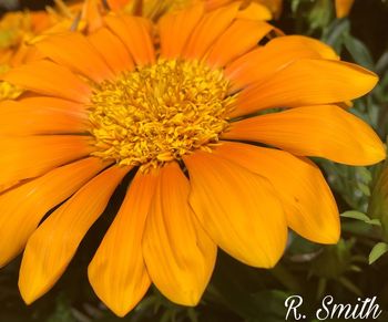 Close-up of yellow flowers blooming outdoors