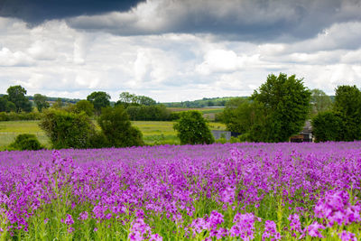 Purple flowering plants on field against sky