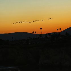 Silhouette birds flying against orange sky