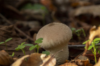 Close-up of mushroom growing on field