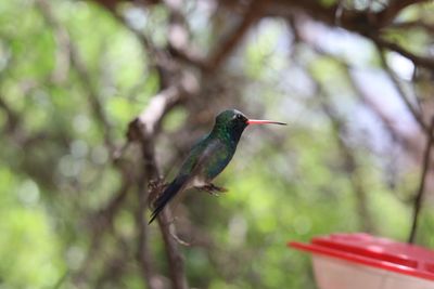 Close-up of bird perching on tree