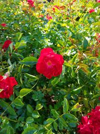 Close-up of red rose