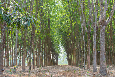 Trees growing in forest