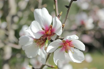 Close-up of white flowers blooming on tree