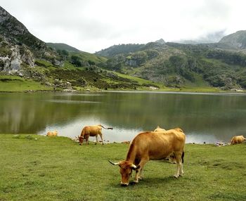 Sheep grazing in a lake