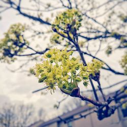 Low angle view of blooming tree