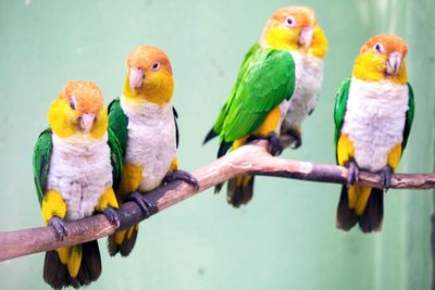 Close-up of parrot perching on branch