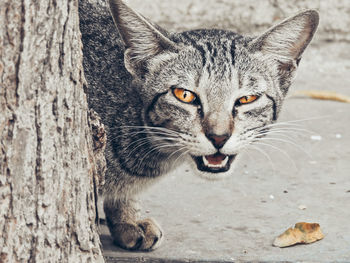 Close-up portrait of cat