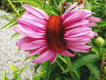 Close-up of coneflower blooming outdoors