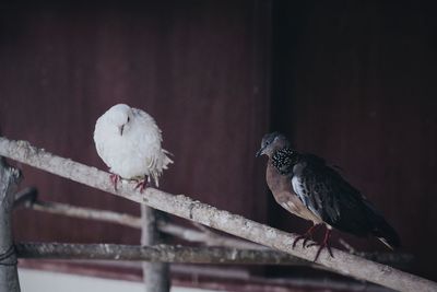 Close-up of bird perching on railing