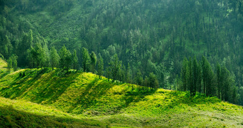 Scenic view of green landscape