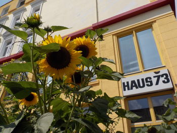 Sunflowers in city