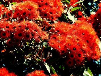 Close-up of red flowers
