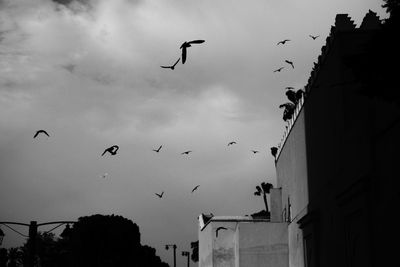 Low angle view of birds flying in sky