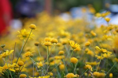 Close-up of yellow flower