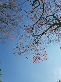 Low angle view of cherry blossoms against blue sky