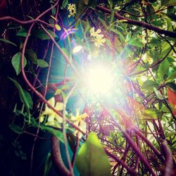 Low angle view of sun shining through trees