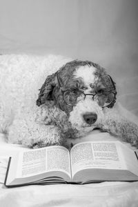 Dog on book at home
