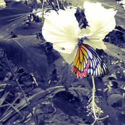 Close-up of yellow flower