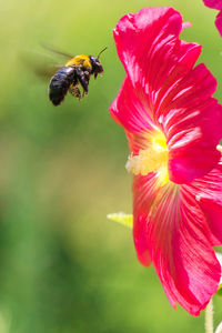 Close-up of bee pollinating on red flower