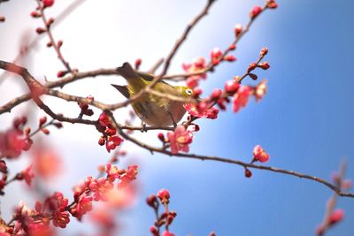 Low angle view of berries on tree against clear sky