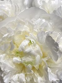 Full frame shot of white flower bouquet