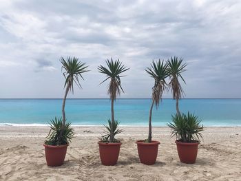 Potted plants on beach against sky