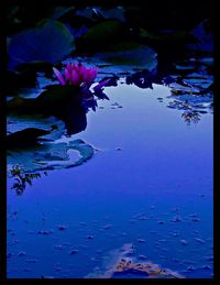 Close-up of purple water lily in lake