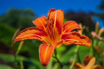 Close-up of orange day lily