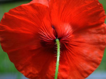 Close-up of red poppy