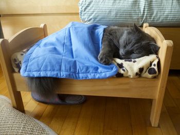 Close-up of cat sleeping on bed