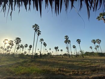 Plants growing on land against sky