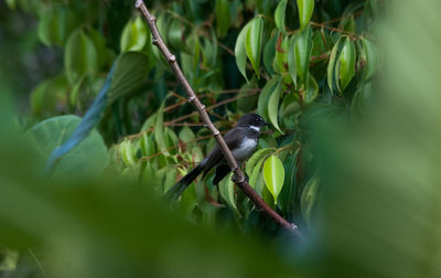 Malaysian pied fantail perching on branch