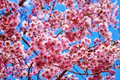 Low angle view of cherry blossom