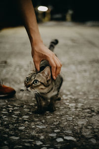 Midsection of person holding cat