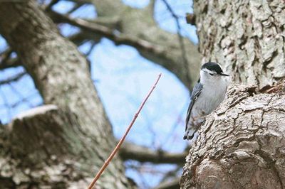 Close-up of bird perching on tree trunk