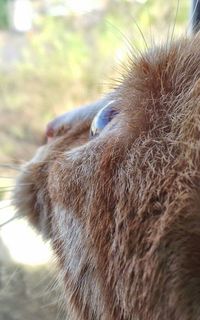 Close-up of animal eye