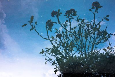 Low angle view of tree against blue sky