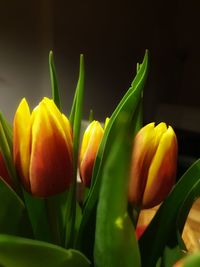 Close-up of yellow tulips